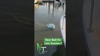 How to get the best free bait.  #fish #fishing #nature #outdoors #saltlife #ocean #shorts #foryou