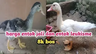 harga entok hias jali rambon dan entok leukisme
