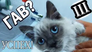 УСПЕХИ МАЛЫША   ИСПИНАЛИ СИАМСКОГО КОТЕНКА!
