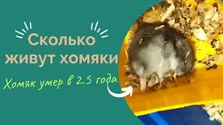 Хомячки живут совсем не долго по сравнению с другими животными