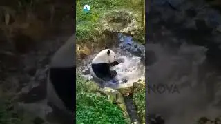 Panda | #panda #wildlife #forest #wildanimals #indianwildlife #forest #ytshorts #youtubeshorts