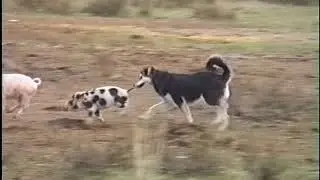 Running after piglet's tail