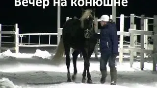 Лошади идут в конюшни, вечернее кормление.