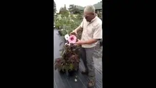 Go to the Tropics with Kopper King Hibiscus