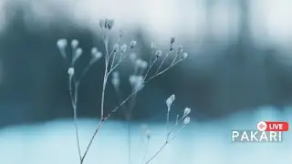 Pakari - Touch of spring /Andean flutes music
