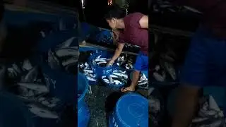 Night Market / Bangus (milkfish) harvest #adventure #fishing #bangus #fish #fishingadventure