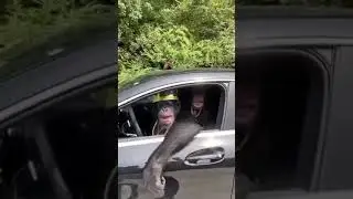 Обезьяна за рулём