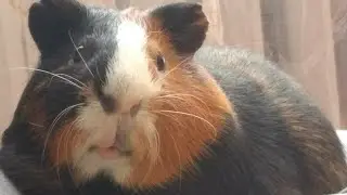 Мостик для Люсьена