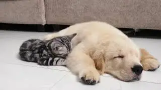 💖a kitten wants to play with a sleeping puppy golden retriever #puppy #kitten #cute #viralshort