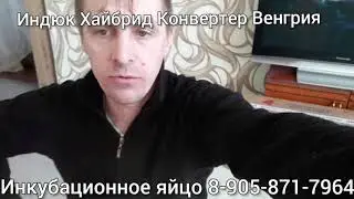 Индюк Хайбрид Конвертер Венгрия,инкубационное яйцо с доставкой.