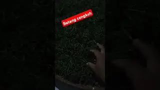 batang cengkeh basah