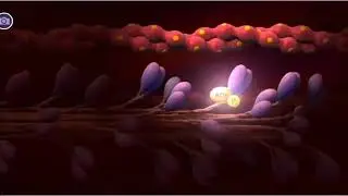 Muscle Contraction 3D A level biology