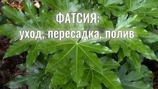 💮ФАТСИЯ японская: красивый цветок с СОРОКОНОЖКАМИ 🐛- ЧТО ДЕЛАТЬ, как поливать, где поставить, уход