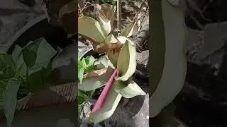 LUCKY PLANTS 2023 #shorts #viral #anime #pets