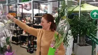 ОРХИДЕИ в ЭПИЦЕНТРЕ 🌺🌈 Муж ВЫБРАЛ самую КРАСИВУЮ🥰
