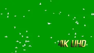4K Flying Bird Green Screen 5Types Flying Pigeon Green Screen.