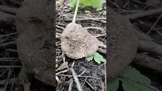 Сірий #гриб 🍄 леопардовий - лісові #грибочки, 🌻 літня спека та чудова жива #природа України