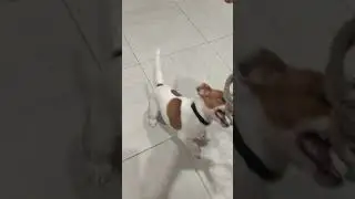 любимая игрушка