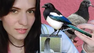 АСМР/Перья по микрофону/Интересная история о домашней сороке 🐦/ Шепот/ASMR/Story about a home magpie