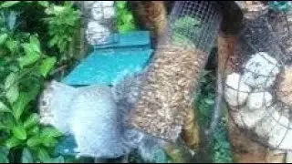 Grey Squirrel On Autumn Sunday Visit To My Cottage Garden Scone Perth Perthshire Scotland