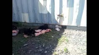 щенки дворняжек 4