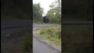Jumbo Sighting! Elephant 🐘 Spotted Roaming Free in Kadambur on Gundri Road #shorts #elephant