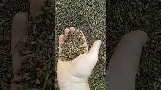гречка це пона с- ка !!!