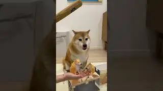 Shiba Inu Doge get Bonk cheems