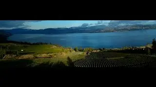 Harvest in 60 seconds at St Hubertus & Oak Bay Vineyard