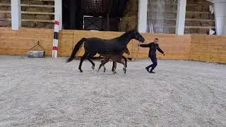 Jazzy Dance, filly by Jazz-Fürstenball *2021