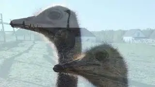 Калининградские зарисовки 2
