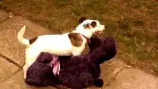 Dog has 69 with purple teddy bear