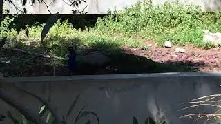 IMG 2195