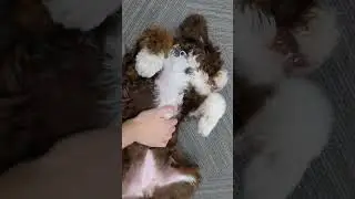 Bernepoo puppy on the floor