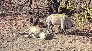 Hyena clan morning: Adults watch over playful pups in Kruger Park. #wildlife #nature #safari