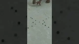 Mai dawri aajau