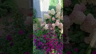 Мой сад в августе 21.08.24🌺🌺🌺