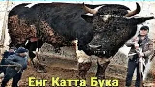 МОЛ БОЗОР НАРХЛАРИ 2020. / MOL BOZOR NARXLARI 2020.