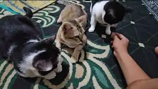 MENASEHATI KUCING AGAR RAJIN MINUM OBAT