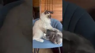 Кошечки опять не поделили кресло🤦‍♂️