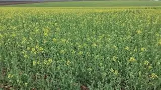 16.04. 2024 Зацвёл Рапс