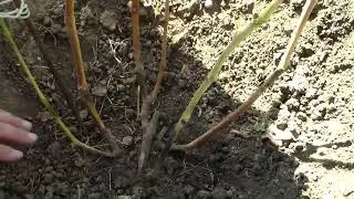 Autumn grafting after 10 months