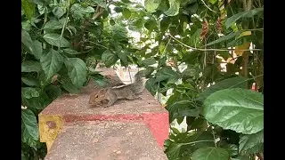 Squirrel  Time lapse @ 1080p | GoPro Hero 8