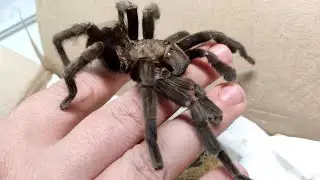 Возвращение блудного самца Tliltocatl schroederi домой. Посылка с пауком птицеедом.