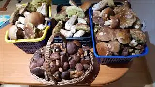 Grzybiarka Basia