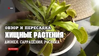 Хищные растения! Венерина мухоловка (дионея), Саррацения, Росянка.
