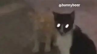 Cats Are Watching Us | Illuminati Meme | X files Theme