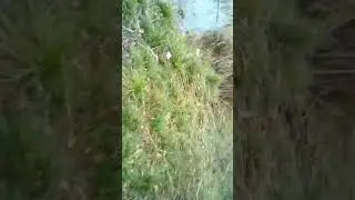 Проверка петель на фазана