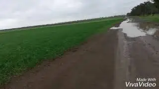 Озима пшениця Овідій , Шестопаловка, Канадська