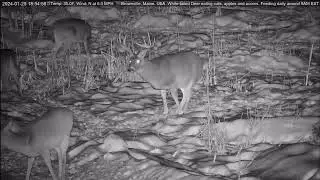 Buck rubbing tarsal glands